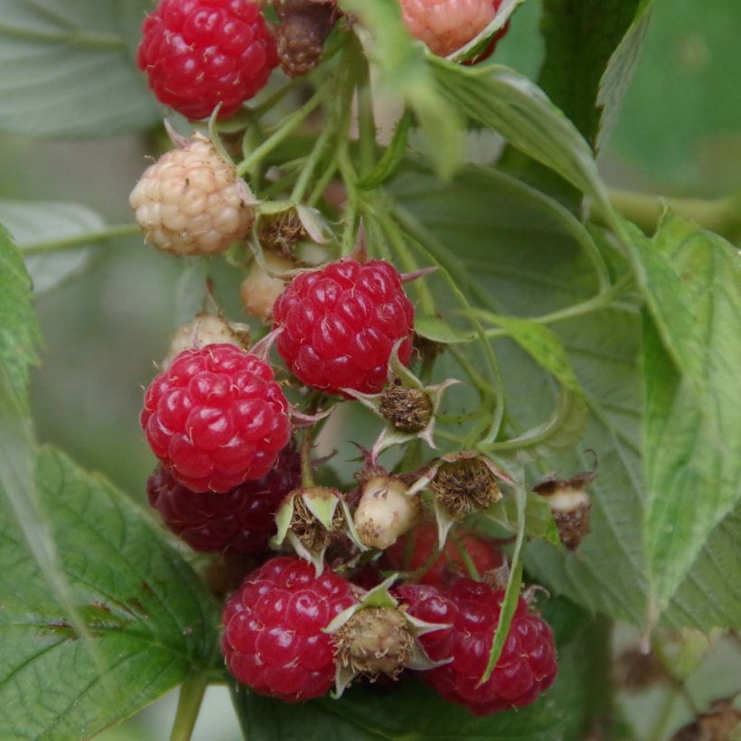 Framboeseiro Bohème remontante Bio - Rubus idaeus (Colheita)