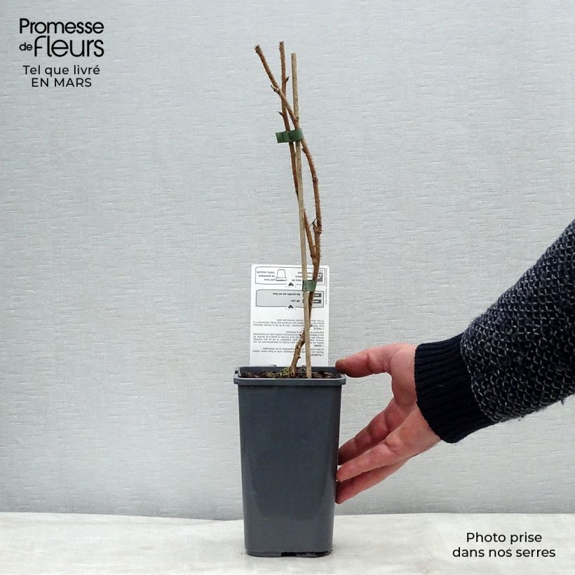 Amostra de Framboeseiro Delícia de Framboesa não remontante Bio - Rubus idaeus Vaso de 1,5 L/2 L, Tufo tal como entregue na primavera