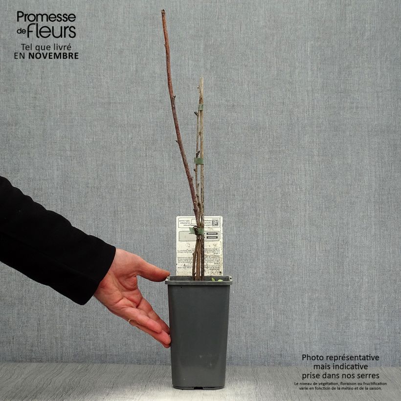 Amostra de Framboeseiro Delícia de Framboesa não remontante Bio - Rubus idaeus Vaso de 1,5 L/2 L, Tufo tal como entregue no outono