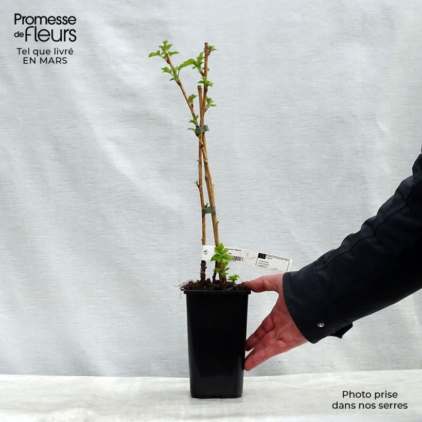 Amostra de Framboeseiro Fall Gold remontante - Rubus idaeus Vaso de 1,5 L/2 L tal como entregue na primavera