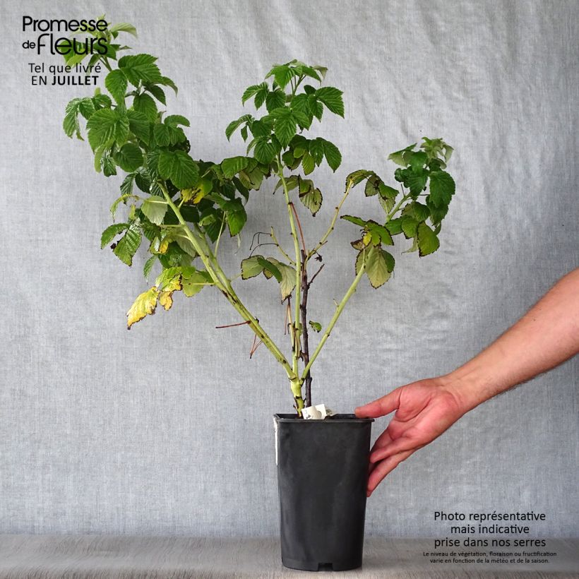 Amostra de Framboeseiro Fall Gold remontante - Rubus idaeus Vaso de 1,5 L/2 L tal como entregue no verão