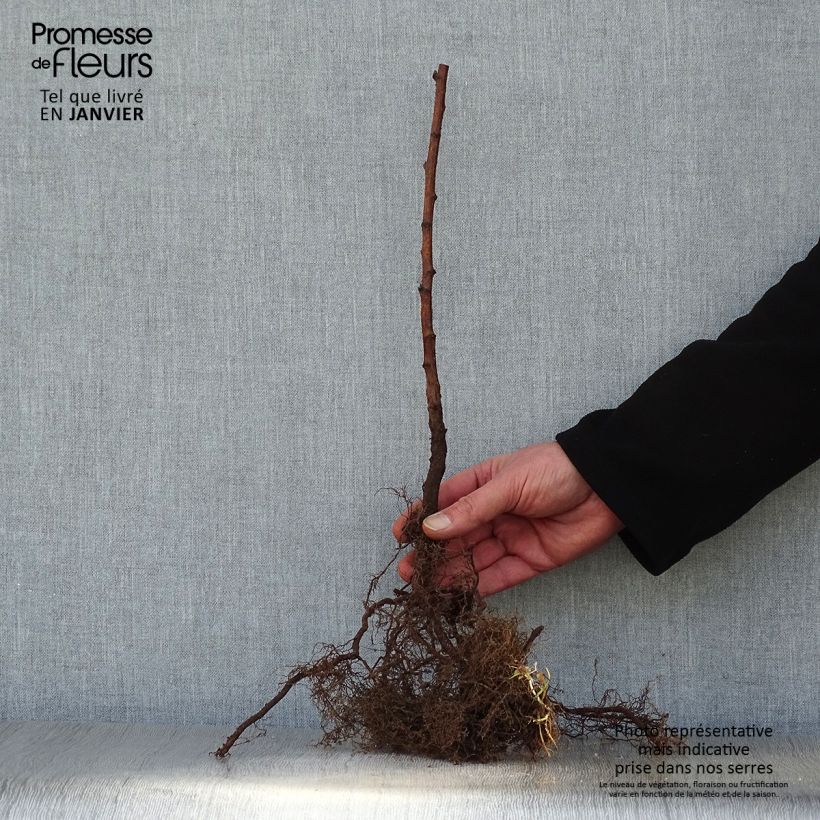 Amostra de Framboisier Fall Gold (remontant) Raízes nuas tal como entregue no inverno