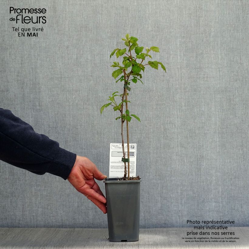 Amostra de Framboeseiro Glen Ample (não remontante) Bio - Rubus idaeus Vaso de 1 L/1,5 L, Tufo tal como entregue na primavera