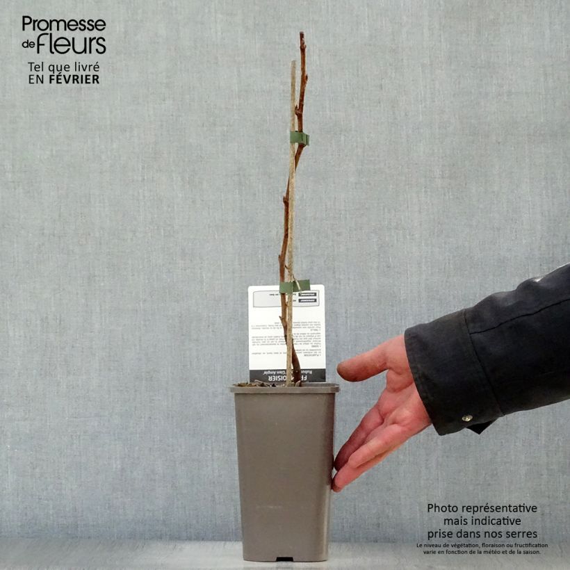 Amostra de Framboisier Glen Ample sans épines (non remontant)  Pot de 1,5L/2L, Touffe tal como entregue no inverno