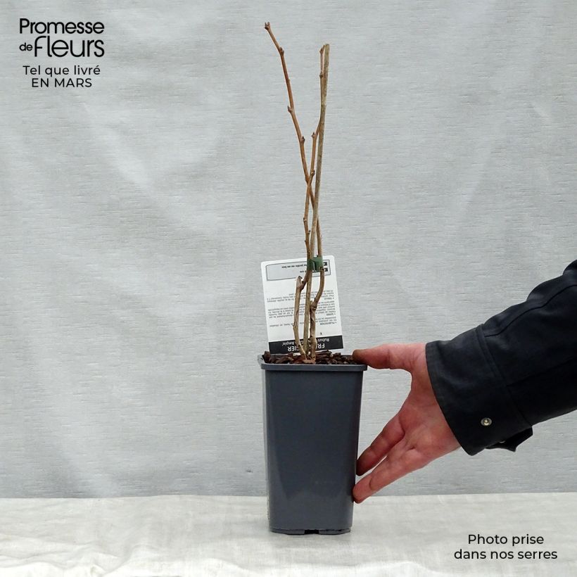 Amostra de Framboeseiro Glen Ample sem espinhos não remontante - Rubus idaeus Vaso de 1,5 L/2 L, Tufo tal como entregue na primavera