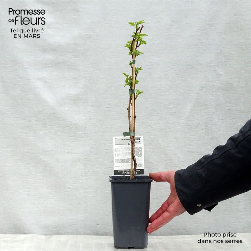 Amostra de Framboeseiro Golden Everest remontante - Rubus idaeus Vaso de 1,5 L/2 L, Tufo tal como entregue na primavera