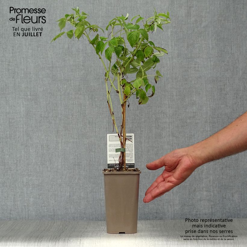 Amostra de Framboeseiro Golden Everest remontante Bio - Rubus idaeus Vaso de 1,5 L/2 L, Tufo tal como entregue no verão
