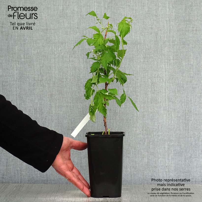 Amostra de Framboeseiro anão Lowberry Goodasgold - Rubus idaeus Vaso de 1,5 L/2 L, Tufo tal como entregue na primavera