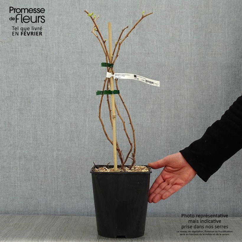 Amostra de Framboisier Groovy - Rubus idaeus Vaso de 2 L/3 L, Tufo tal como entregue no inverno