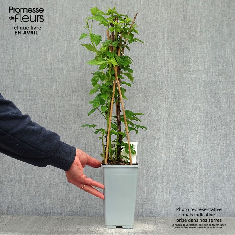 Amostra de Framboeseiro Heritage remontante - Rubus idaeus Vaso de 1,5 L/2 L, Tufo tal como entregue na primavera