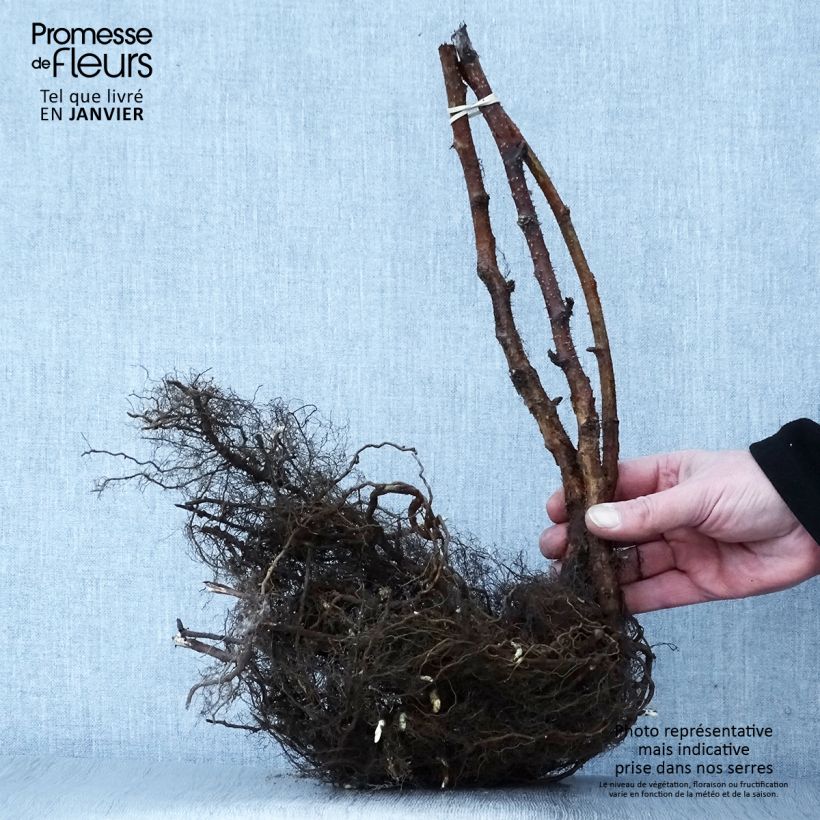 Amostra de Framboisier Heritage (remontant) Raízes nuas tal como entregue no inverno