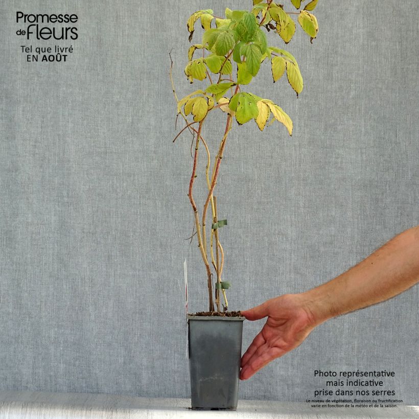 Amostra de Framboeseiro Heritage remontante Bio - Rubus idaeus Vaso de 1,5 L/2 L, Tufo tal como entregue no verão
