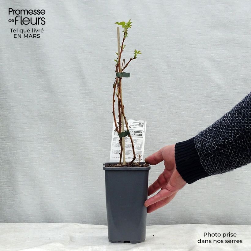 Amostra de Framboisier Heritage (remontant) Bio Pot de 1,5L/2L, Touffe tal como entregue no inverno