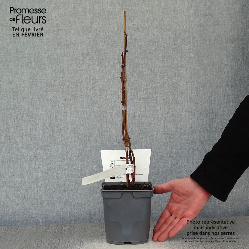 Amostra de Framboisier Magnific Delbard - Georges Delbard Vaso de 2 L/3 L, Tufo tal como entregue no inverno