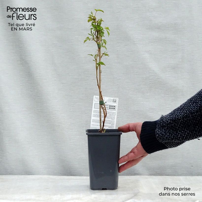 Amostra de Framboeseiro Autumn Happy® remontante Bio - Rubus idaeus Vaso de 1,5 L/2 L, Arbusto tal como entregue na primavera