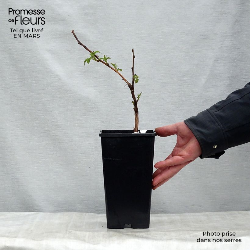 Amostra de Framboeseiro Malling Promise não remontante - Rubus idaeus Vaso de 1,5 L/2 L tal como entregue na primavera