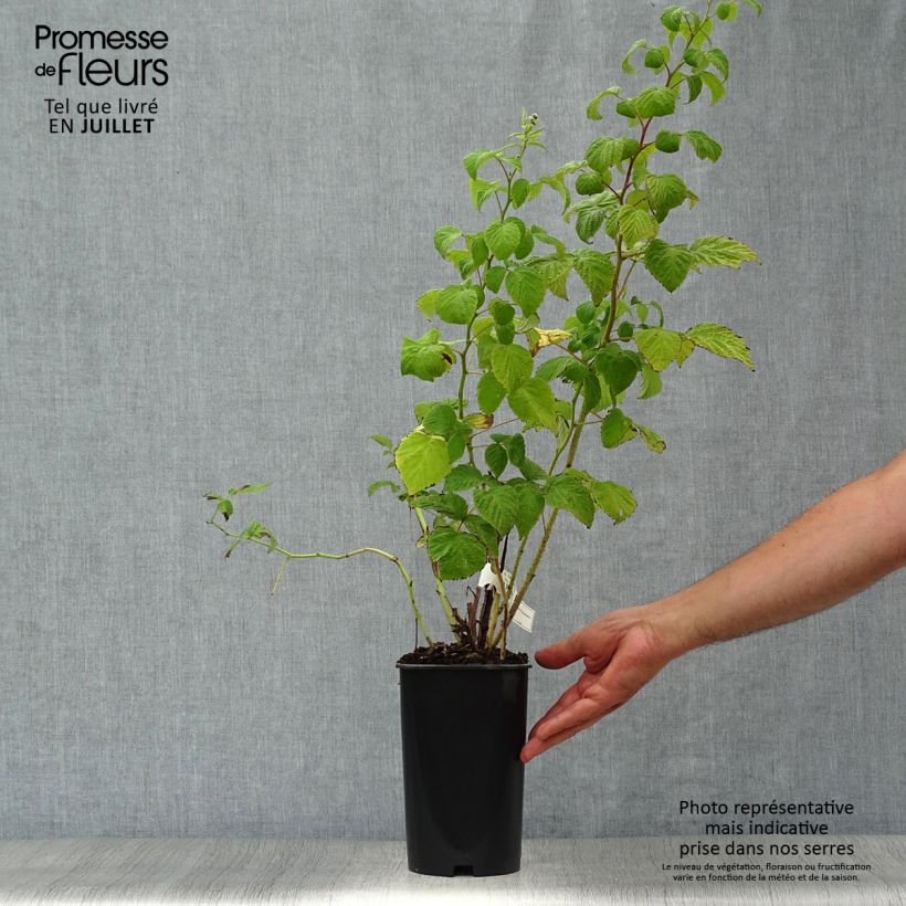 Amostra de Framboeseiro Malling Promise não remontante - Rubus idaeus Vaso de 1,5 L/2 L tal como entregue no verão