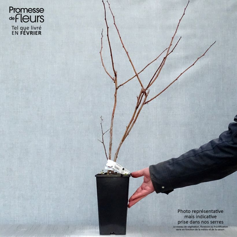 Amostra de Framboisier Malling Promise (non remontant) Vaso de 1,5 L/2 L tal como entregue no inverno