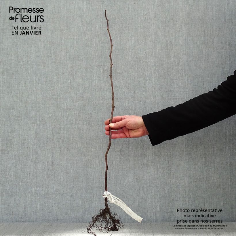 Amostra de Framboisier Malling Promise (non remontant) Raízes nuas, Arbusto tal como entregue no inverno