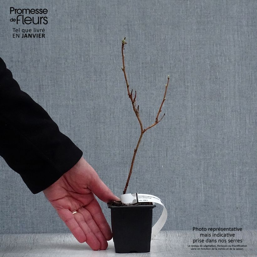 Amostra de Framboisier Malling Promise (non remontant) Vaso de 8/9 cm tal como entregue no inverno