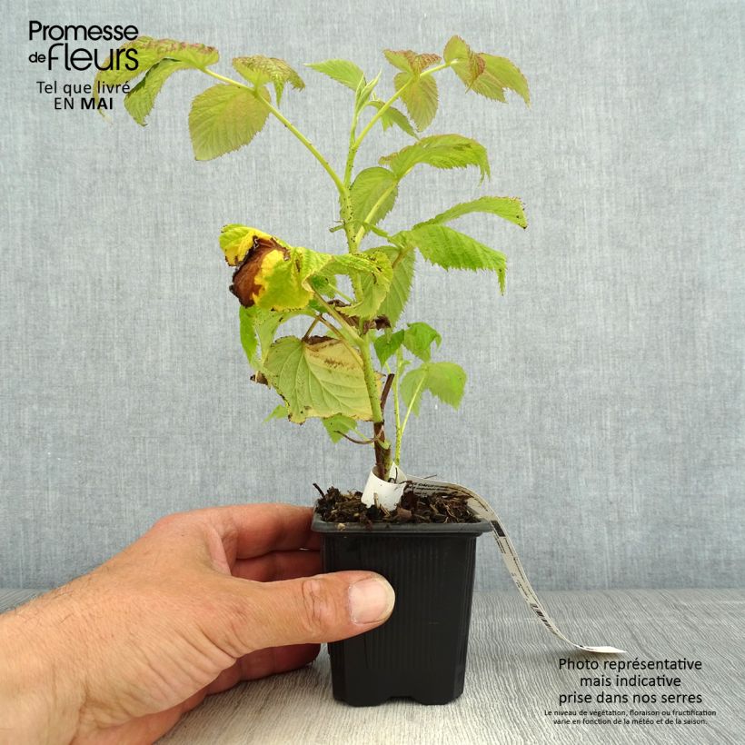 Amostra de Framboeseiro Malling Promise não remontante - Rubus idaeus Vaso de 8/9 cm tal como entregue na primavera