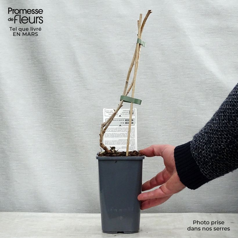 Amostra de Framboeseiro Marastar Bio - Rubus idaeus Vaso de 1,5 L/2 L, Tufo tal como entregue na primavera