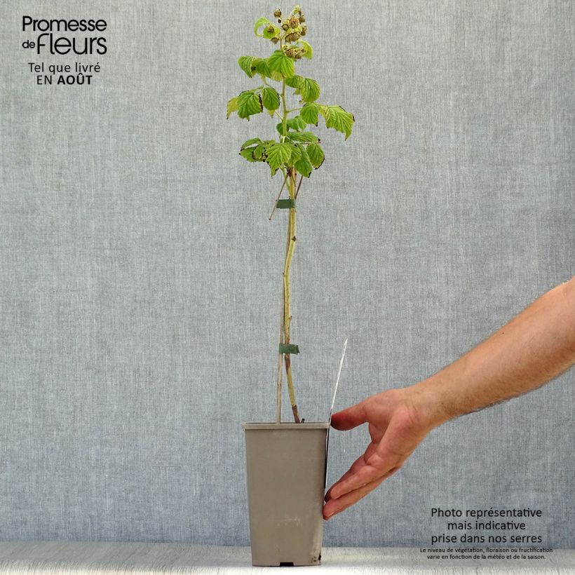 Amostra de Framboeseiro Marastar remontante - Rubus idaeus Vaso de 1,5 L/2 L, Tufo tal como entregue no verão
