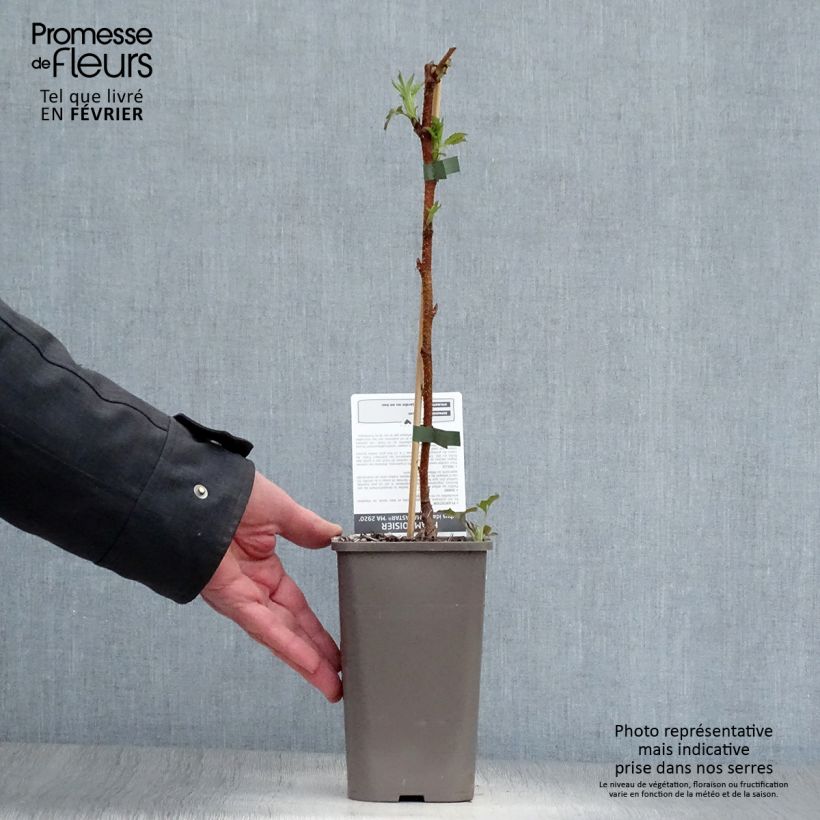 Amostra de Framboisier Marastar (remontant) Vaso de 1,5 L/2 L, Tufo tal como entregue no inverno