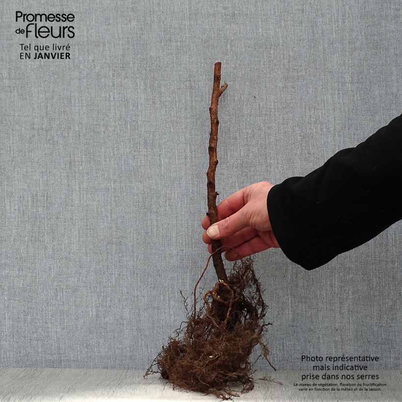 Amostra de Framboisier Marastar (remontant) Raízes nuas tal como entregue no inverno