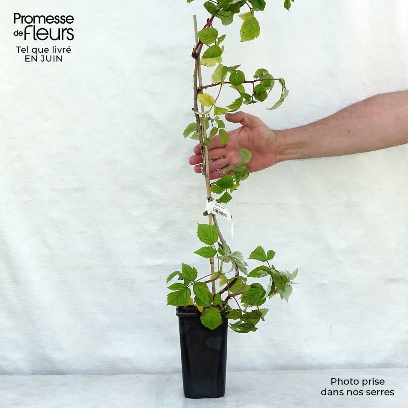 Amostra de Framboeseiro Meeker - Rubus idaeus Vaso de 1,5 L/2 L tal como entregue no verão