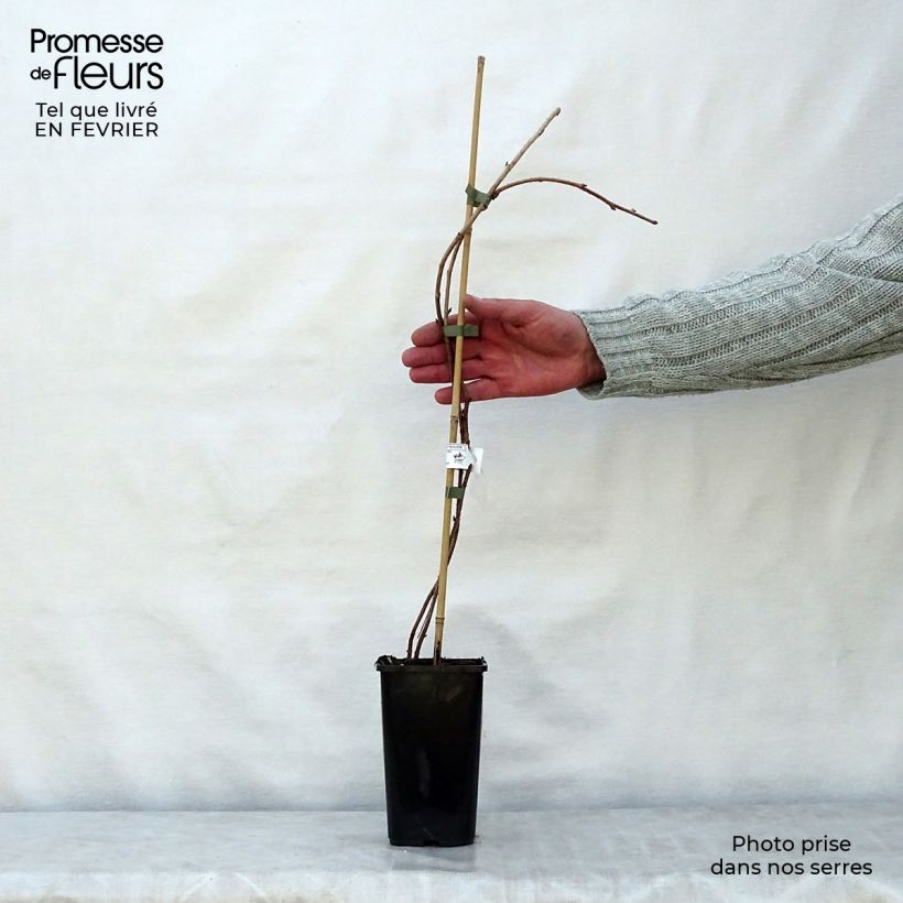 Amostra de Framboisier Meeker Vaso de 1,5 L/2 L tal como entregue no inverno