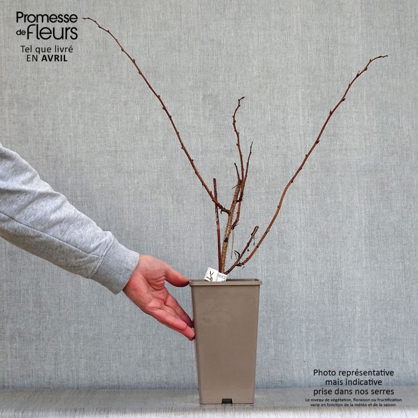 Amostra de Framboeseiro Meeker - Rubus idaeus Vaso de 1,5 L/2 L tal como entregue na primavera