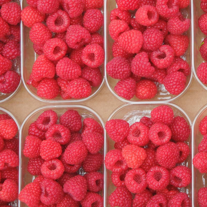 Framboeseiro Paris remontante - Rubus idaeus (Colheita)