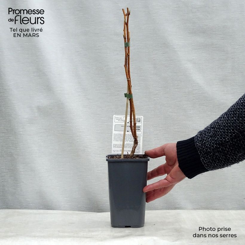 Amostra de Framboisier Paris (remontant) Bio Vaso de 1,5 L/2 L, Tufo tal como entregue no inverno