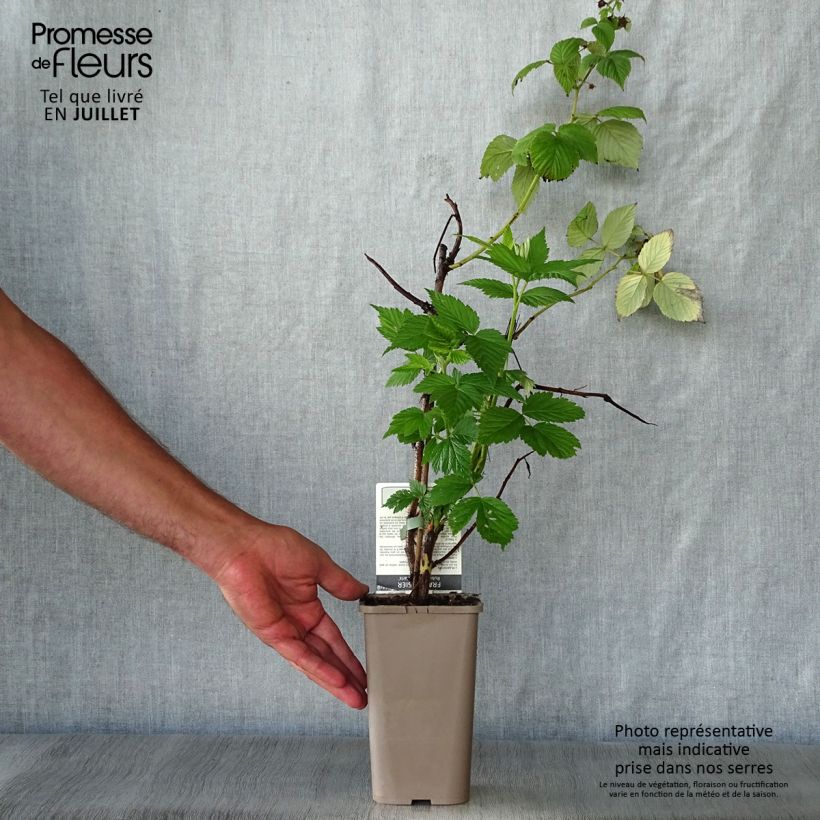 Amostra de Framboeseiro Paris remontante - Rubus idaeus Vaso de 1 L/1,5 L, Tufo tal como entregue no verão
