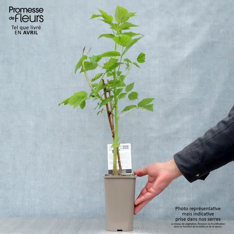 Amostra de Framboeseiro Paris remontante - Rubus idaeus Vaso de 1 L/1,5 L, Tufo tal como entregue na primavera