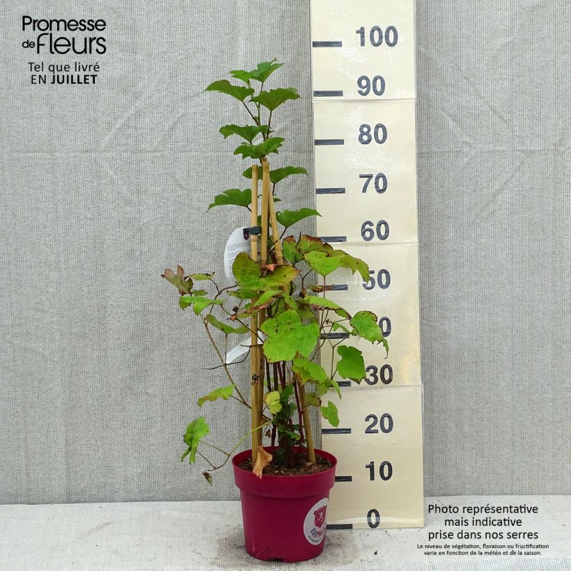 Amostra de Framboeseiro Raspbeary remontante - Rubus idaeus Vaso de 4 L/5 L, Tufo tal como entregue no verão