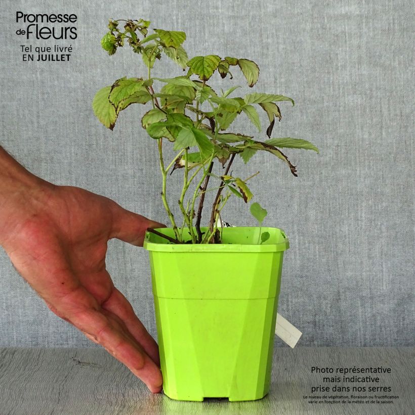 Amostra de Framboeseiro Rustica - Rubus idaeus Vaso de 1 L/1,5 L, Tufo tal como entregue no verão