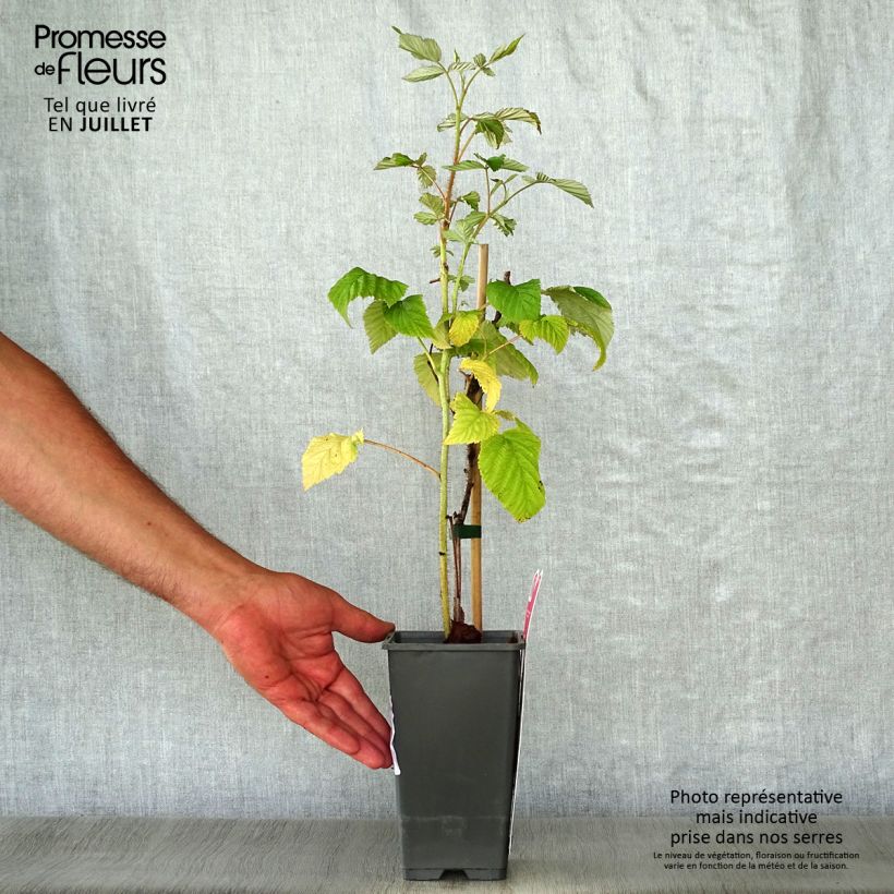 Amostra de Framboeseiro Schönemann - Rubus idaeus Vaso de 1,5 L/2 L, Arbusto tal como entregue no verão