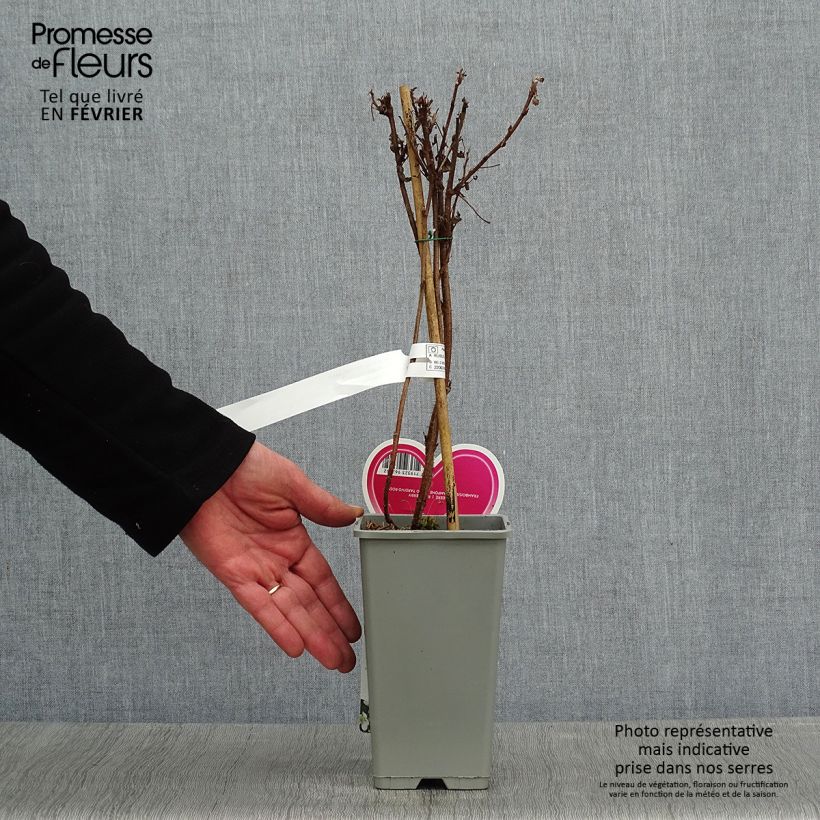 Amostra de Framboisier Schönemann - Rubus idaeus Vaso de 1,5 L/2 L, Arbusto tal como entregue no inverno