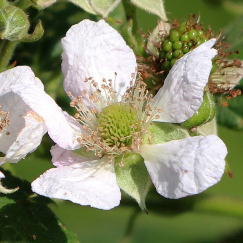 Framboeseiro Schönemann - Rubus idaeus (Floração)