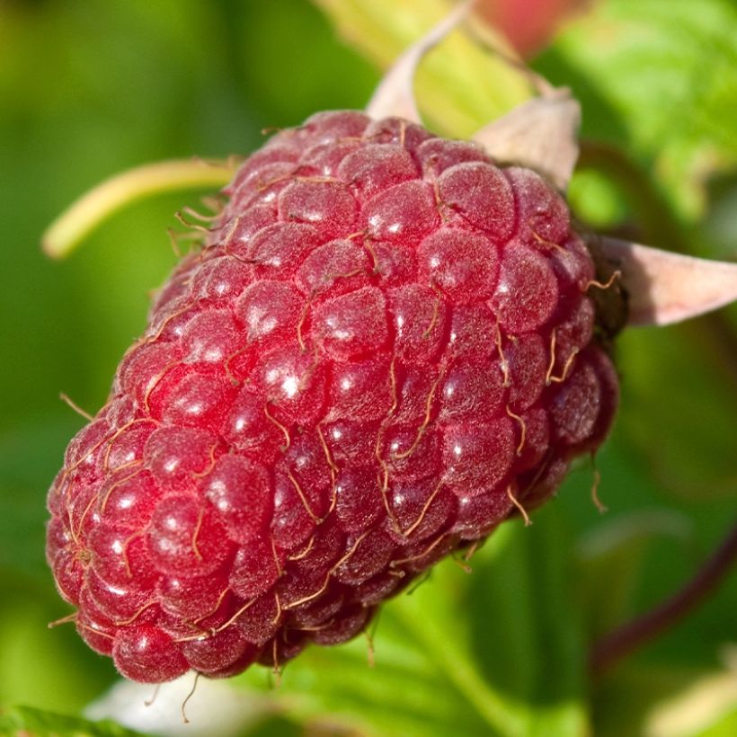 Framboeseiro Schönemann - Rubus idaeus (Colheita)