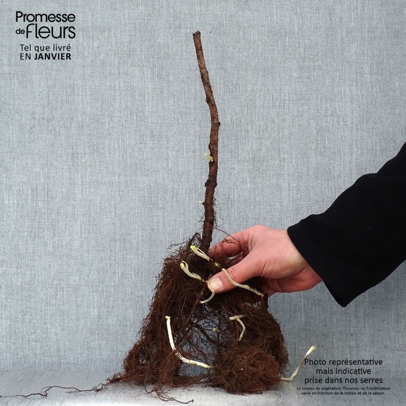 Amostra de Framboisier Sumo 2 (remontant) à gros fruits Raízes nuas, Tufo tal como entregue no inverno