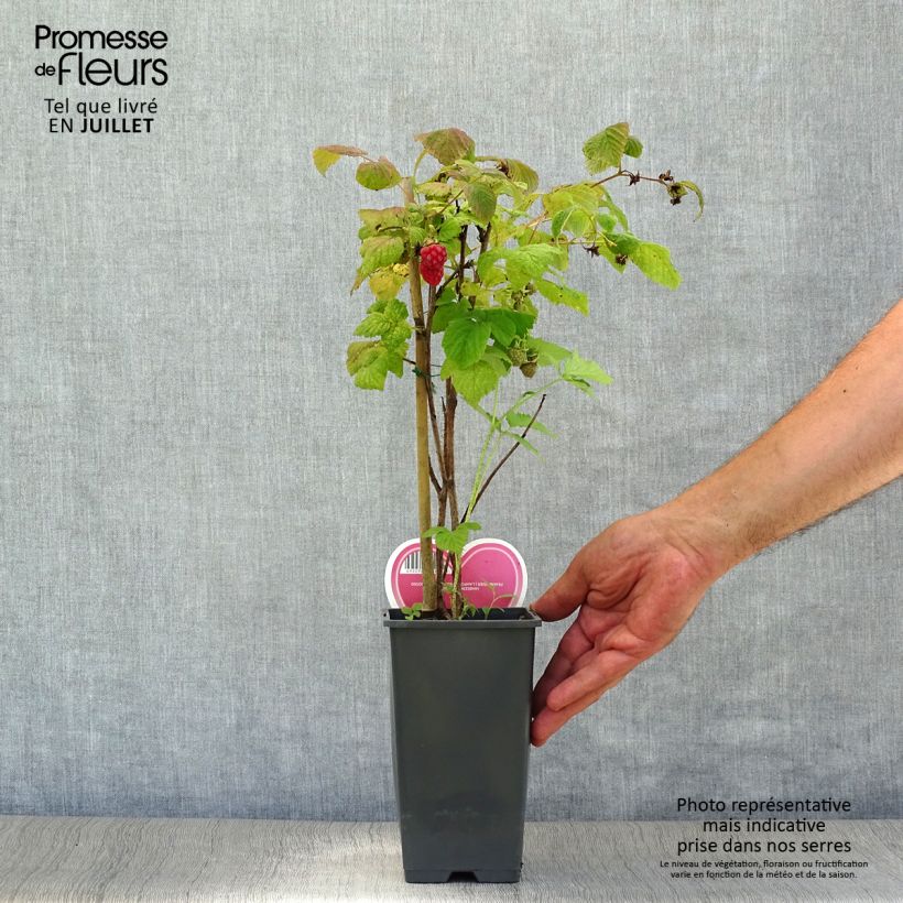 Amostra de Framboeseiro Tulameen - Rubus idaeus Vaso de 2 L/3 L, Arbusto tal como entregue no verão