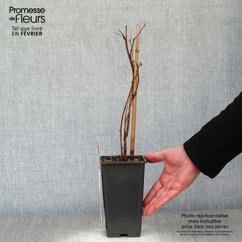 Amostra de Framboisier Tulameen - Rubus idaeus Vaso de 2 L/3 L, Arbusto tal como entregue no inverno