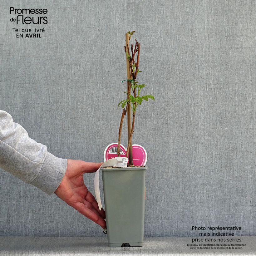 Amostra de Framboeseiro Tulameen - Rubus idaeus Vaso de 2 L/3 L, Arbusto tal como entregue na primavera