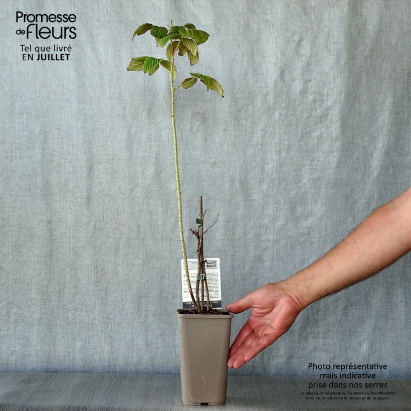Amostra de Framboeseiro Twotimer Sugana remontante - Rubus idaeus Vaso de 1,5 L/2 L, Tufo tal como entregue no verão