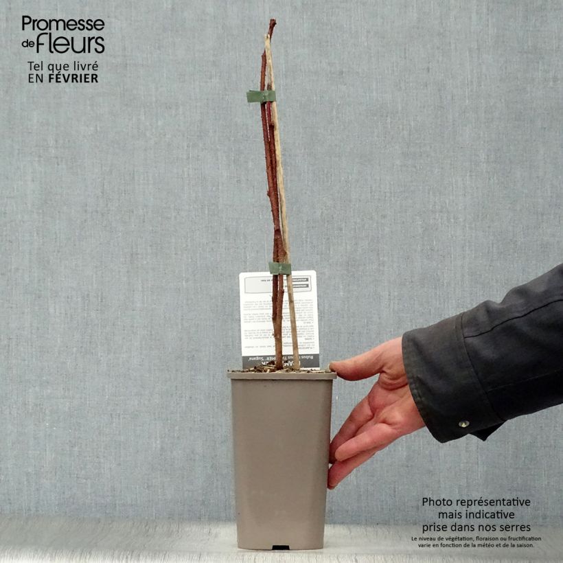Amostra de Framboisier Twotimer Sugana Red (remontant) Pot de 1,5L/2L, Touffe tal como entregue no inverno