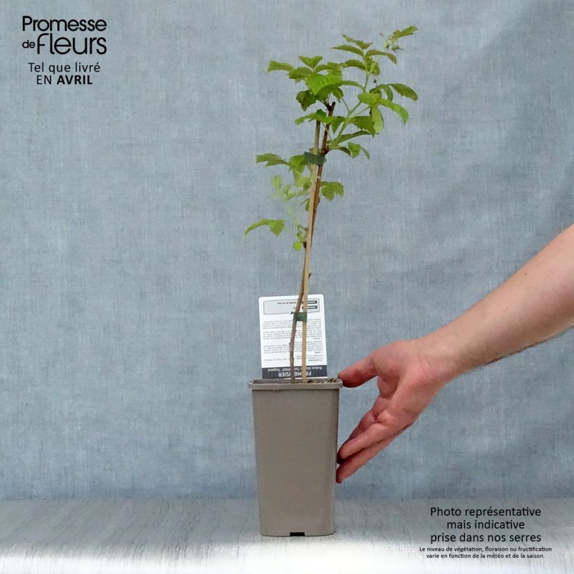 Amostra de Framboeseiro Twotimer Sugana remontante - Rubus idaeus Vaso de 1,5 L/2 L, Tufo tal como entregue na primavera