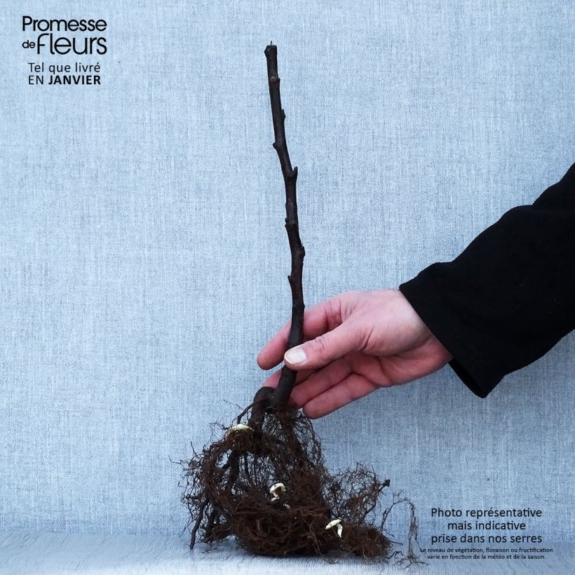 Amostra de Framboisier Versailles (remontant) Raízes nuas, Tufo tal como entregue no inverno